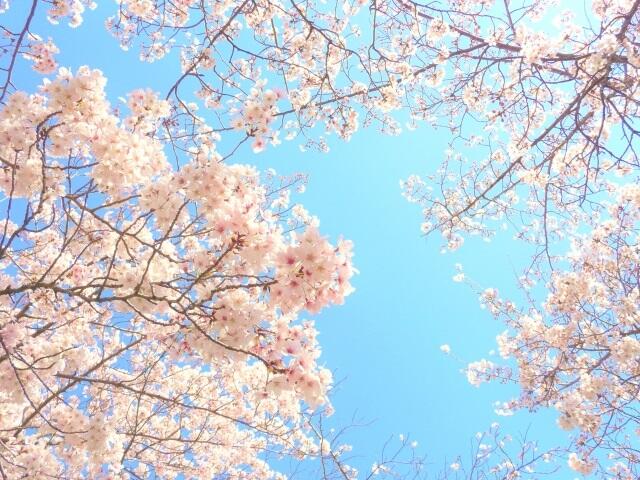 青空と桜.jpg